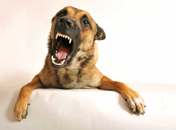Hund mit Aggressionen